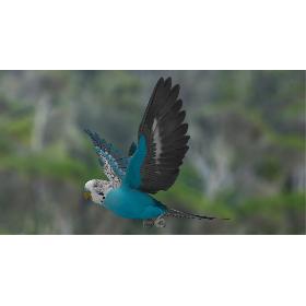 Melopsittacus Undulatus 'Budgerigar Blue'